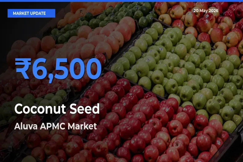 Top Performer! Aluva APMC Offers Best Coconut Seed Price Today