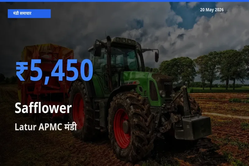Latur APMC मंडी में आज कुसुम के सबसे ऊँचे दाम दर्ज
