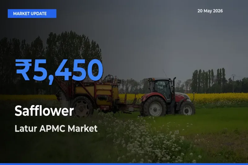 Latur APMC Leads as Top Mandi for Safflower Prices