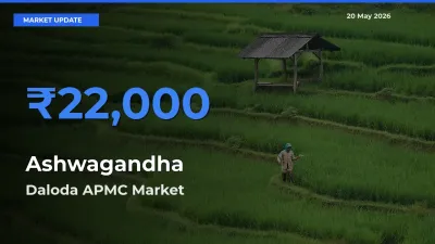 Ashwagandha Mandi Rate Today: Daloda APMC Tops the List