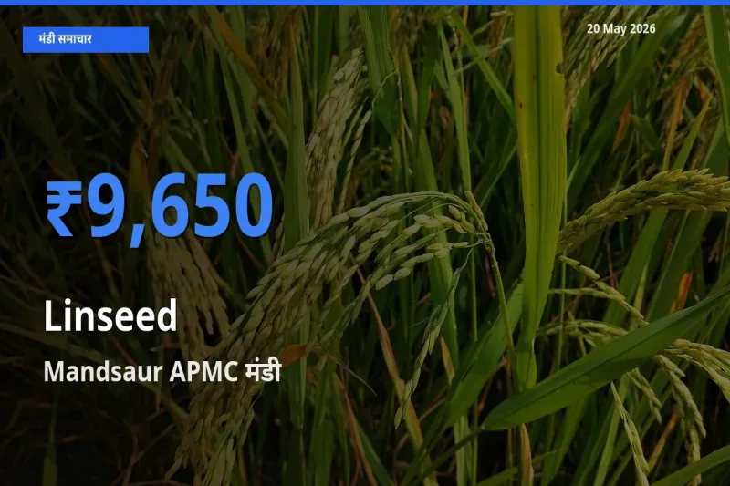 Mandsaur APMC में अलसी का आज सबसे ऊँचा भाव