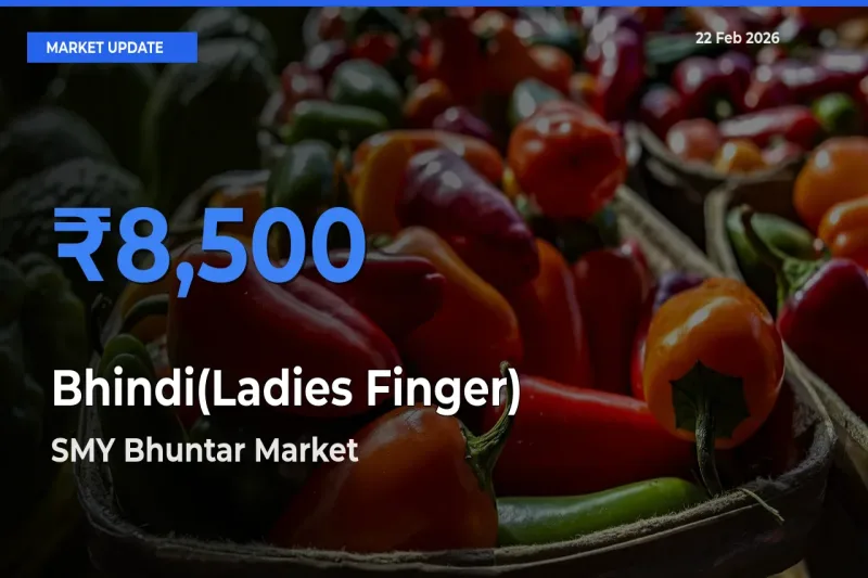 Market Watch: SMY Bhuntar Becomes Top Mandi for Bhindi(Ladies Finger)