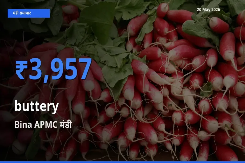 आज का मंडी भाव: कोमलता से के सबसे ज़्यादा दाम Bina APMC में
