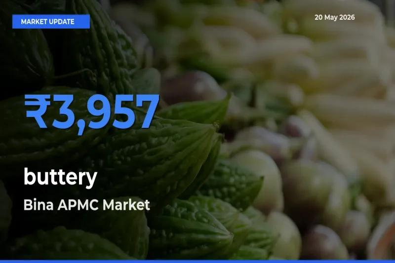 Bina APMC Records Highest ₹3,957 Rate for buttery
