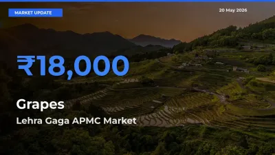 Top Performer! Lehra Gaga APMC Offers Best Grapes Price Today