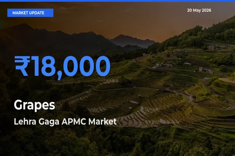 Top Performer! Lehra Gaga APMC Offers Best Grapes Price Today