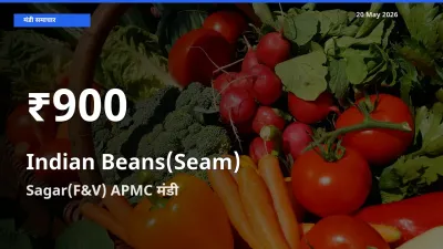 Sagar(F&V) APMC में सेम (देशी) के दाम 30 दिन के न्यूनतम स्तर पर, आज का मंडी भाव देखें
