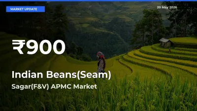 Why Indian Beans(Seam) Prices Slumped in Sagar(F&V) APMC – 30-Day Low Today