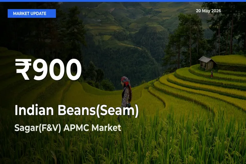 Why Indian Beans(Seam) Prices Slumped in Sagar(F&V) APMC – 30-Day Low Today