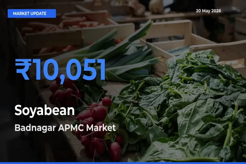 Market Watch: Badnagar APMC Becomes Top Mandi for Soyabean