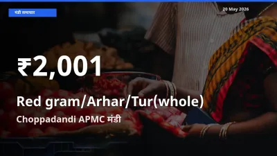 20 May अपडेट: साबुत अरहर के दाम 30 दिन के न्यूनतम स्तर पर, Choppadandi APMC