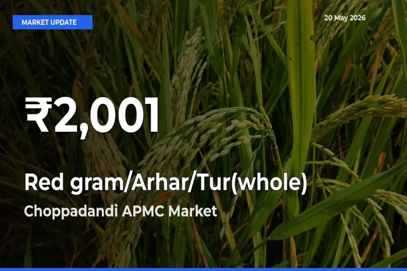 Farmers Concerned as Red gram/Arhar/Tur(whole) Hits 30-Day Low in Choppadandi APMC