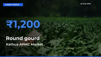Kathua APMC Tops Round gourd Mandi Rates Today