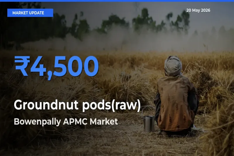 Bowenpally APMC Leads as Top Mandi for Groundnut pods(raw) Prices