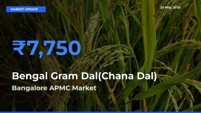Bangalore APMC Emerges as Top Mandi for Bengal Gram Dal(Chana Dal) Prices Today