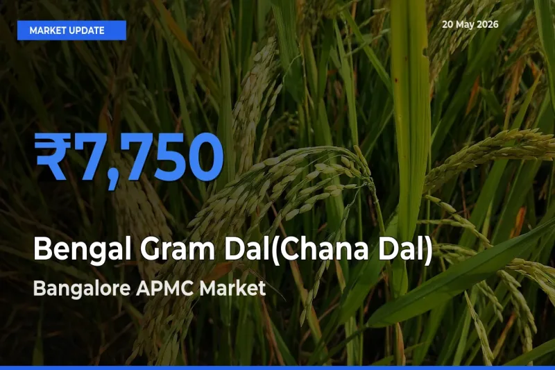 Bangalore APMC Emerges as Top Mandi for Bengal Gram Dal(Chana Dal) Prices Today