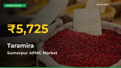 Fresh Record! Taramira Price Climbs to New High in Sumerpur APMC