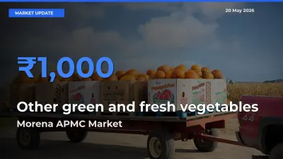 Top Performer! Morena APMC Offers Best Other green and fresh vegetables Price Today