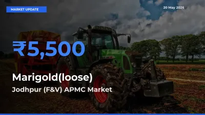 Jodhpur (F&V) APMC Leads as Top Mandi for Marigold(loose) Prices