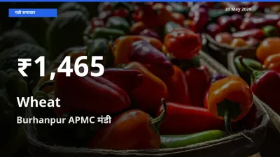 Burhanpur APMC में गेहूँ के दाम 30 दिन के न्यूनतम स्तर पर, आज का मंडी भाव देखें