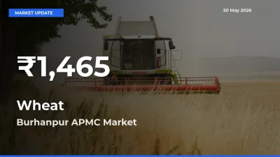 Sharp Fall! Wheat Prices Drop to 30-Day Low in Burhanpur APMC
