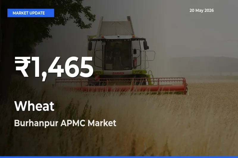 Sharp Fall! Wheat Prices Drop to 30-Day Low in Burhanpur APMC