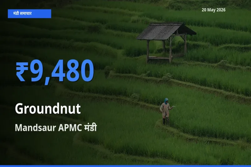टॉप मंडी बना Mandsaur APMC! मूंगफली के सबसे ऊँचे दाम यहीं दर्ज