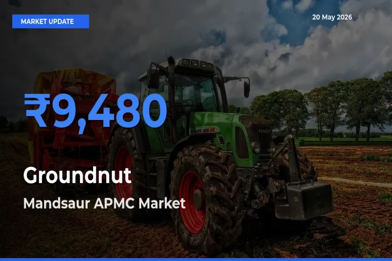 Mandsaur APMC Records Highest ₹9,480 Rate for Groundnut