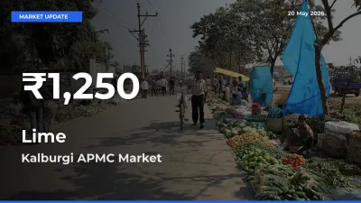 Lime Falls to ₹1,250 in Kalburgi APMC – 30-Day Lowest Rate