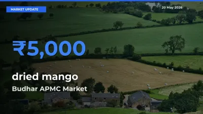 Budhar APMC Tops dried mango Rates – May 20 Market Update