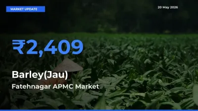 Market Watch: Fatehnagar APMC Becomes Top Mandi for Barley(Jau)