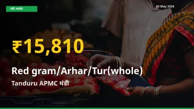 20 May अपडेट: Tanduru APMC में साबुत अरहर के दाम रिकॉर्ड स्तर पर