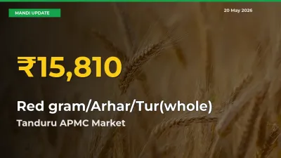 Red gram/Arhar/Tur(whole) Prices Soar to Record High in Tanduru APMC – Farmers Alert Today