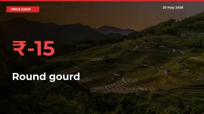 Sudden Shock! Round gourd Drops 15.38% in 24 Hours at Top Mandis