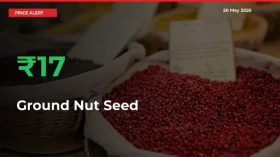 Sharp Jump! Ground Nut Seed Prices Climb 17.39% in 24 Hours at Key Mandis