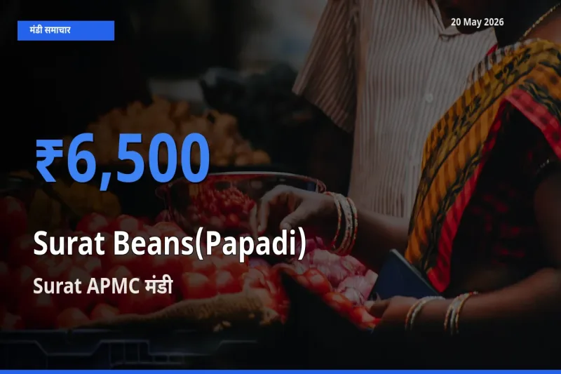 आज सूरत बीन्स (पापड़ी) के सबसे ऊँचे दाम ₹6,500 Surat APMC मंडी में