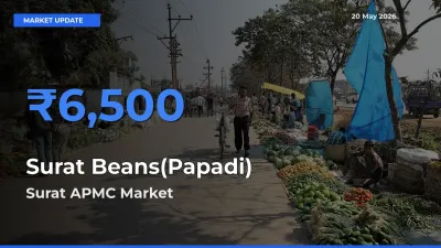 Surat APMC Offers ₹6,500 – Highest Surat Beans(Papadi) Rate Today