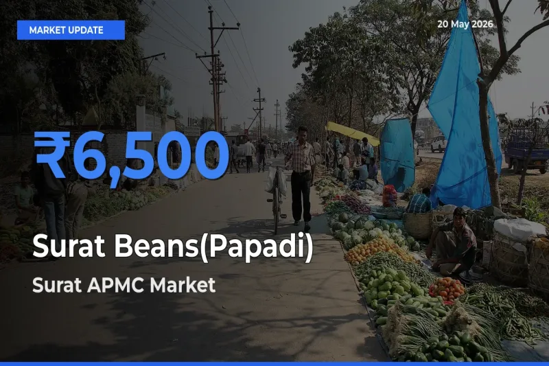 Surat APMC Offers ₹6,500 – Highest Surat Beans(Papadi) Rate Today