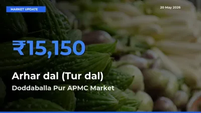 Arhar dal (Tur dal) Mandi Rate Today: Doddaballa Pur APMC Tops the List