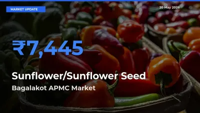 Bagalakot APMC Leads as Top Mandi for Sunflower/Sunflower Seed Prices