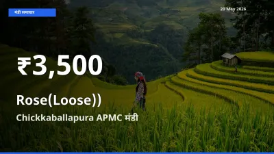 गुलाब(ढीला)) के दामों में गिरावट, Chickkaballapura APMC में 30 दिन का न्यूनतम भाव