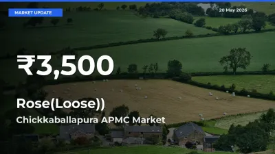 Sharp Fall! Rose(Loose)) Prices Drop to 30-Day Low in Chickkaballapura APMC