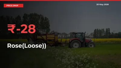 Rose(Loose)) Prices Drop 28.13% in 24 Hours at Major Mandis