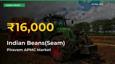 Indian Beans(Seam) Price Hits New High in Piravam APMC Today – Check Latest Mandi Rates