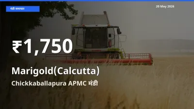 गेंदा (कलकत्ता) के दामों में गिरावट, Chickkaballapura APMC में 30 दिन का न्यूनतम भाव