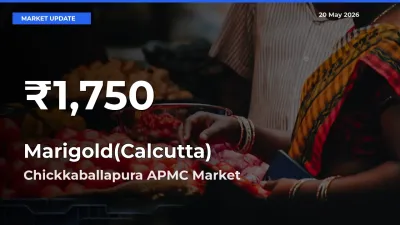Why Marigold(Calcutta) Prices Slumped in Chickkaballapura APMC – 30-Day Low Today