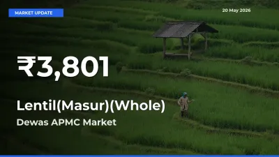 Lentil(Masur)(Whole) Hits 30-Day Low in Dewas APMC