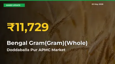 Farmers Benefit as Bengal Gram(Gram)(Whole) Rate Touches New High in Doddaballa Pur APMC