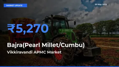 Vikkiravandi APMC Leads as Top Mandi for Bajra(Pearl Millet/Cumbu) Prices