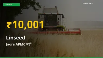 किसानों के लिए खुशखबरी! Jaora APMC में अलसी के दाम रिकॉर्ड स्तर पर
